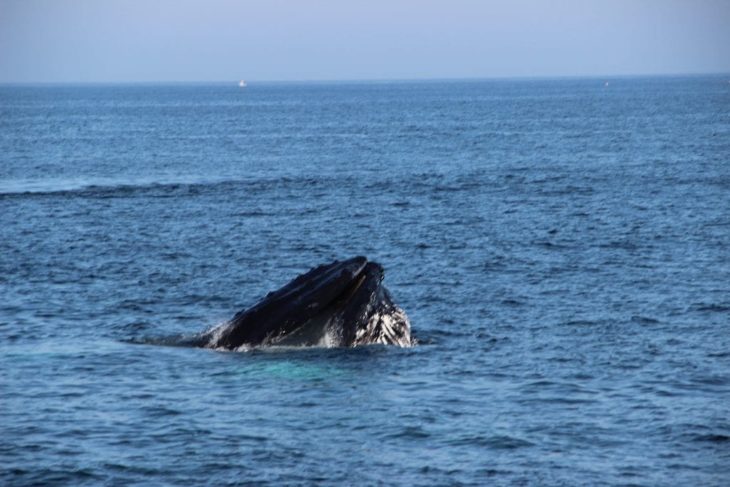 boston balene