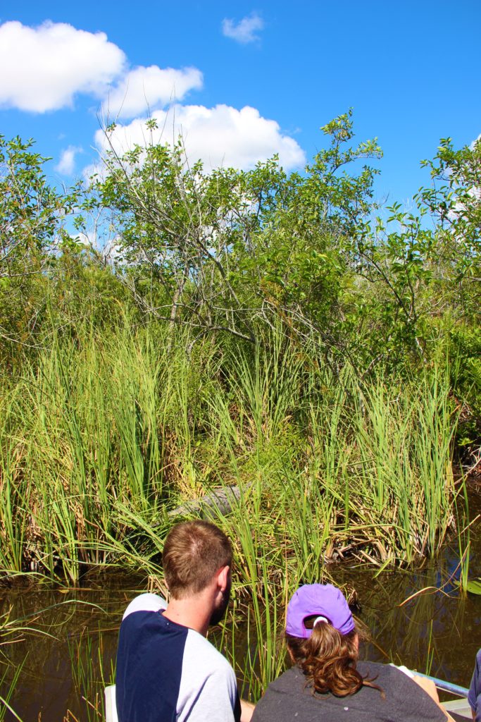 Come organizzare la visita alle Everglades da Miami 5 Periodo migliore per andare alle Everglades Miami Florida alligatori 1