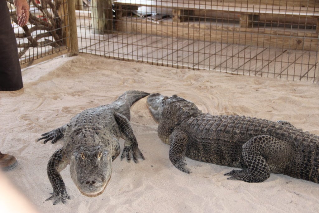 Come organizzare la visita alle Everglades da Miami 2 Quanto tempo è necessario per visitare le Everglades alligatori