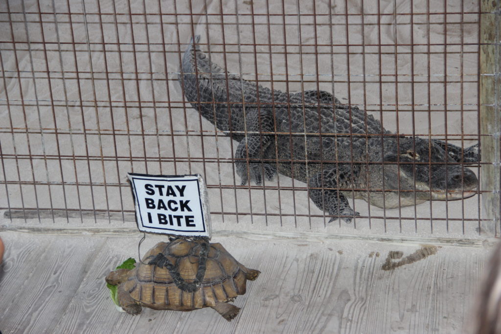 Everglades Miami: Vale la pena andare alle Everglades? 4 everglades miami