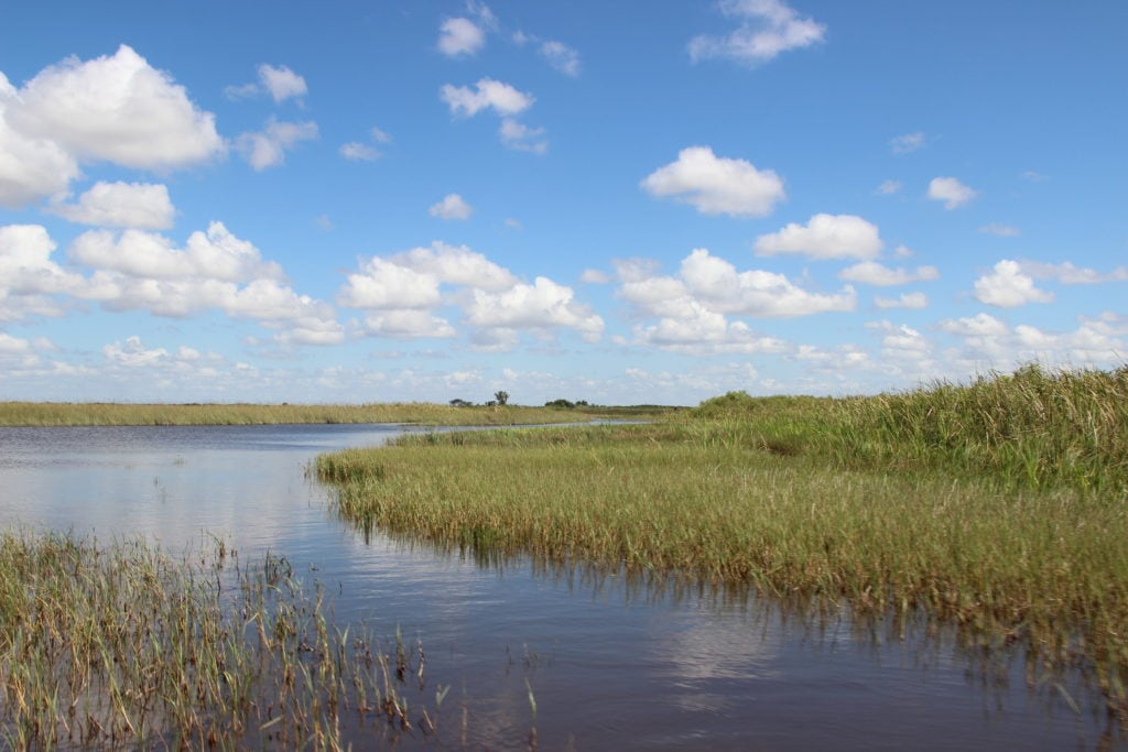Everglades Miami: Vale la pena andare alle Everglades? 1 Vale la pena andare alle Everglades