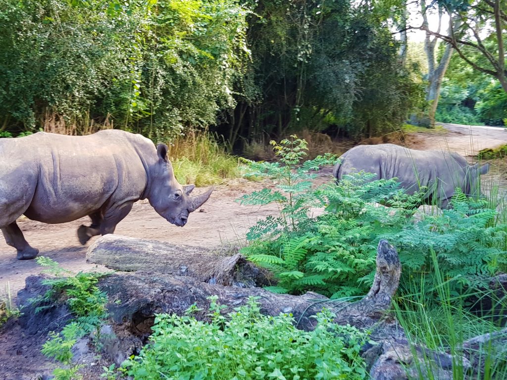 Disney World Orlando: la strategia dei Fast Pass. 6 Disney World Animal Kingdom safari 4