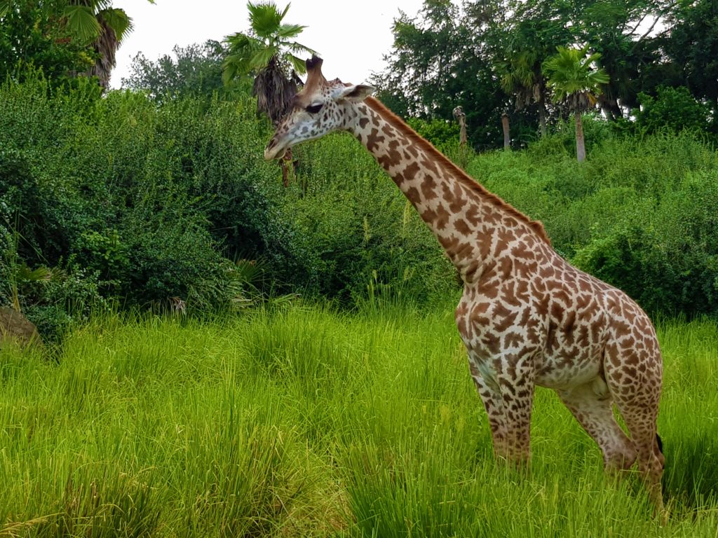 Disney World Orlando: la strategia dei Fast Pass. 7 Disney World fast pass animal kingdom