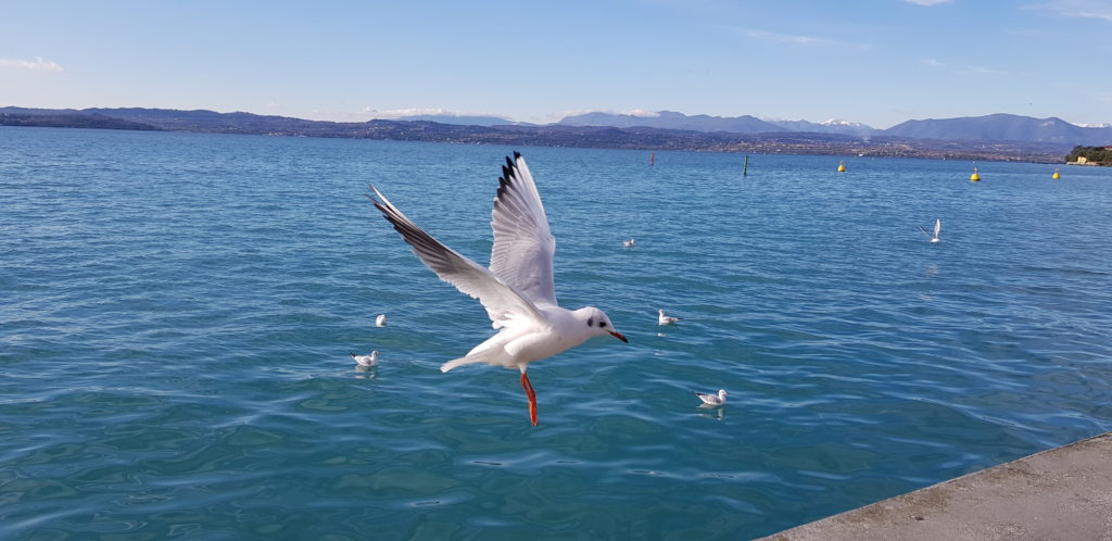 Top 7 Lago di Garda Sirmione cosa vedere? 9 Sirmione Lago di Garda cosa fare dinverno gabbiano