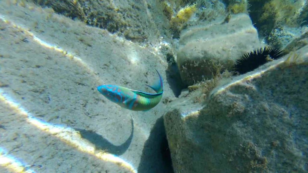 1 paradiso: Spiaggia di Punta Molentis Villasimius Sardegna 6 Spiaggia di Punta Molentis Sardegna snorkeling punta molentis pesce Thalassoma