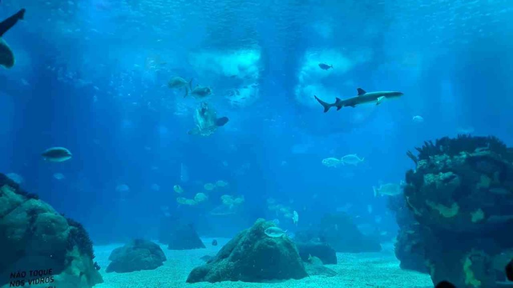 Cosa vedere a Lisbona? 7 luoghi imperdibili 9 cosa vedere a lisbona Oceanario di Lisbona