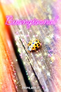 Buongiorno immagini, buon giorni 1 Buongiorno immagini, buon giorni