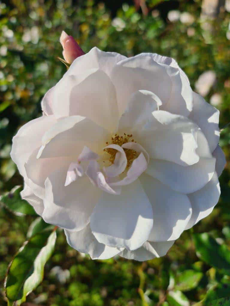 TOP 3 Costiera Amalfitana Ravello cosa vedere? 70 Ravello Villa Cimbrone fiori Bianchi in inverno 3