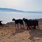 Creta Capre sulla strada sterrata per la laguna di Balos