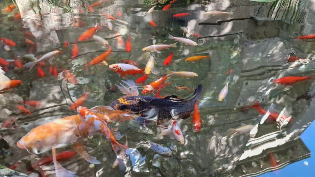 Top 10 Cosa vedere a Milano 146 Top 10 Cosa vedere a Milano Acquario 15