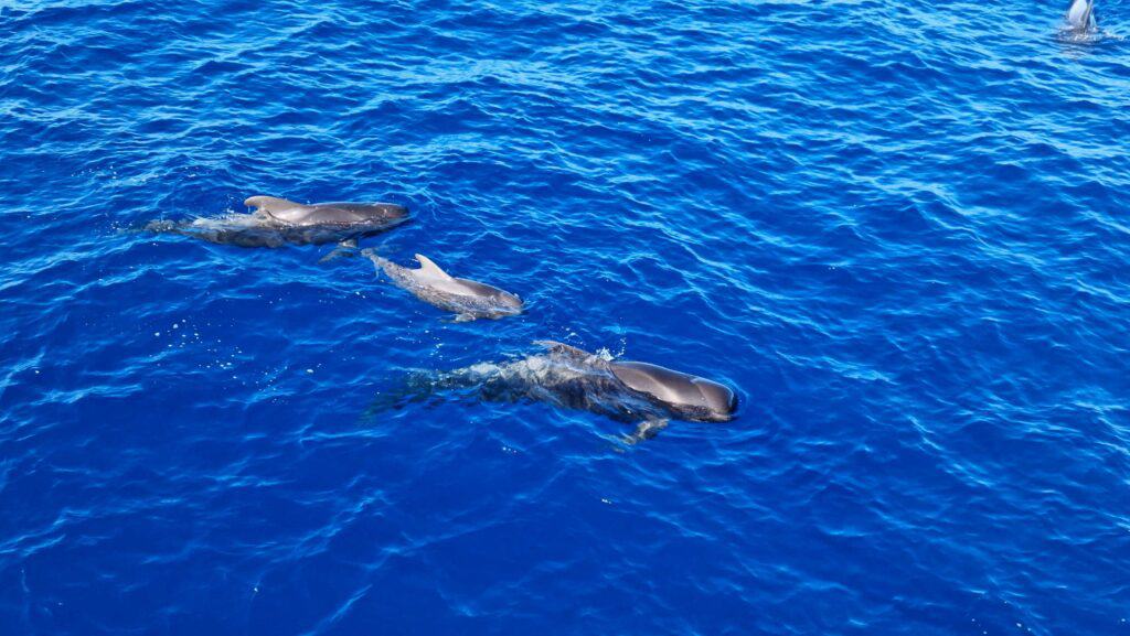 Tenerife sud cosa vedere: Segreti e avventure nel cuore dell'isola dei sogni 1 Tenerife sud cosa vedere Balene Pilota