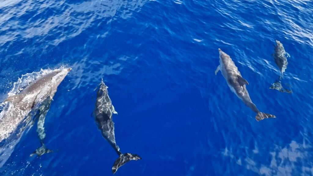 Tenerife sud cosa vedere: Segreti e avventure nel cuore dell'isola dei sogni 2 Tenerife sud cosa vedere delfini